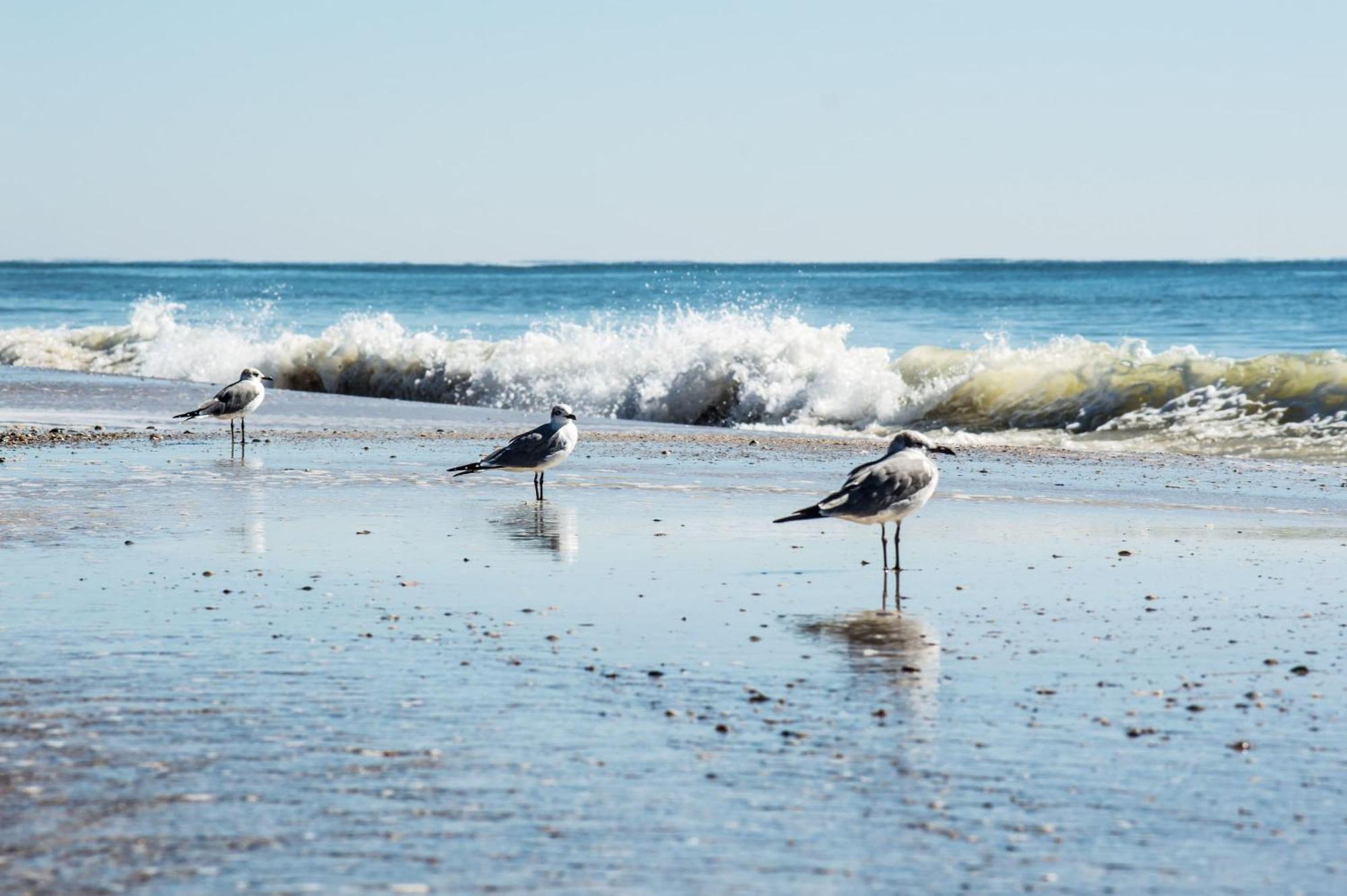 The Beach Is Only Steps Away Gulf Shores Exteriör bild