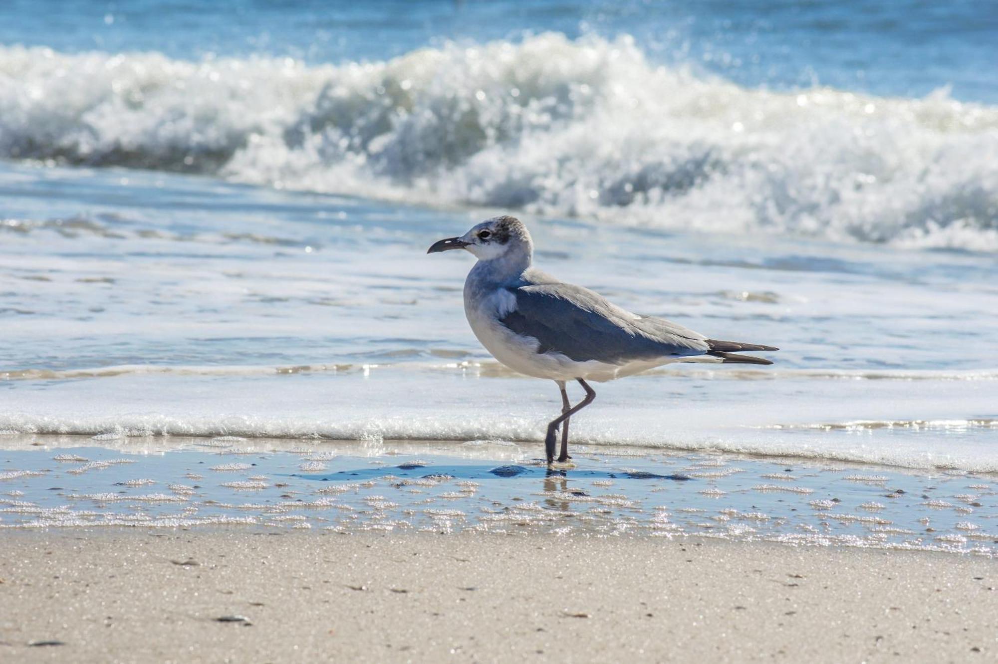 The Beach Is Only Steps Away Gulf Shores Exteriör bild